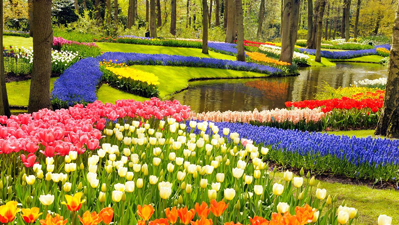 Keukenhof flower show